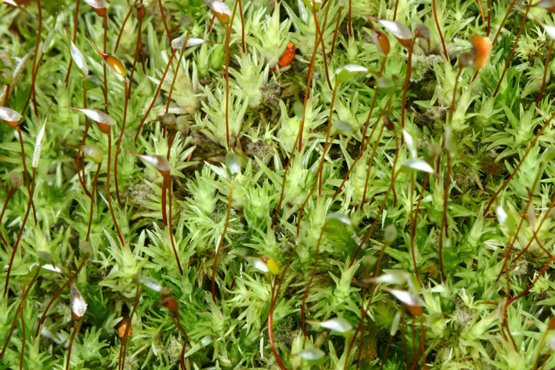 Leucobryum glaucum